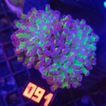 Euphyllia paradivisa purple green tip 2h (091)