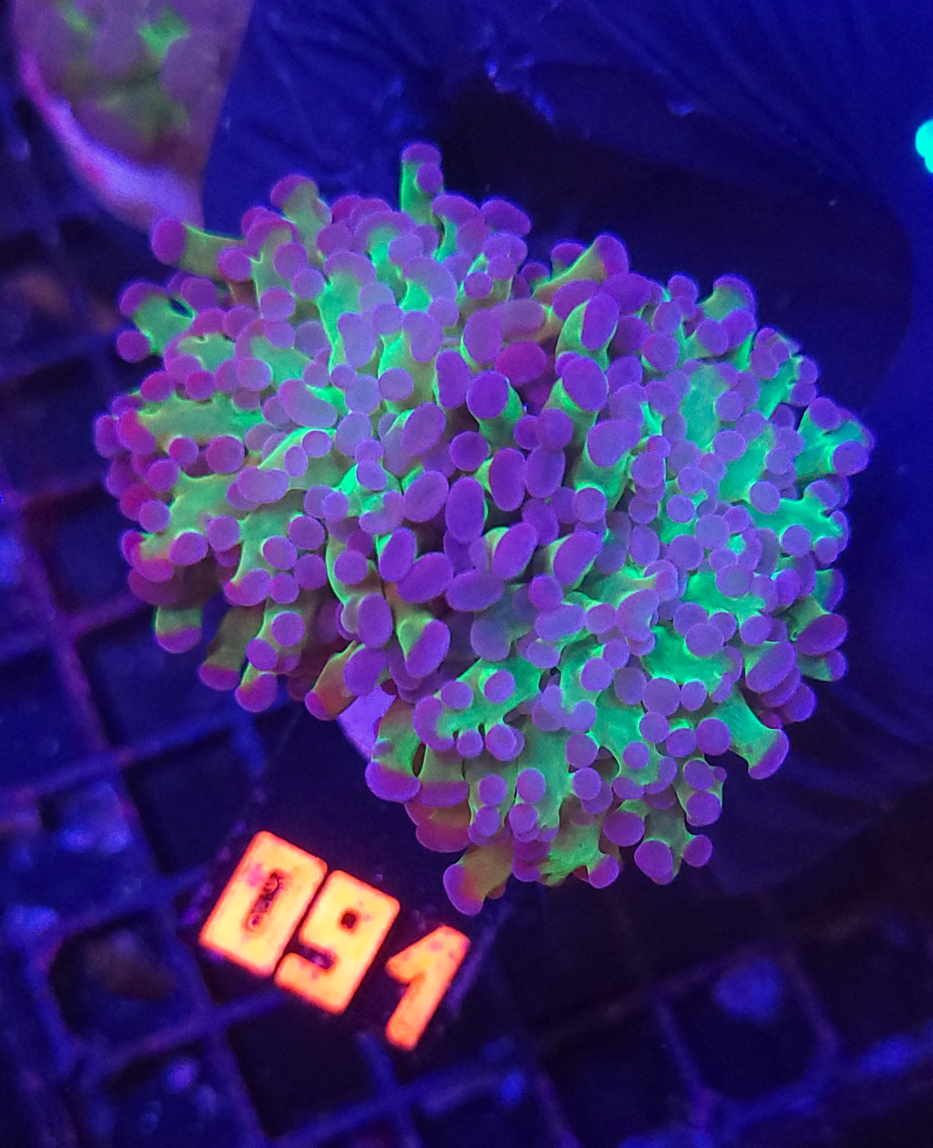 091 Euphyllia paradivisa purple green tip 2h (091) - obrazek 1