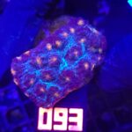 Mycedium elephantotus (093)