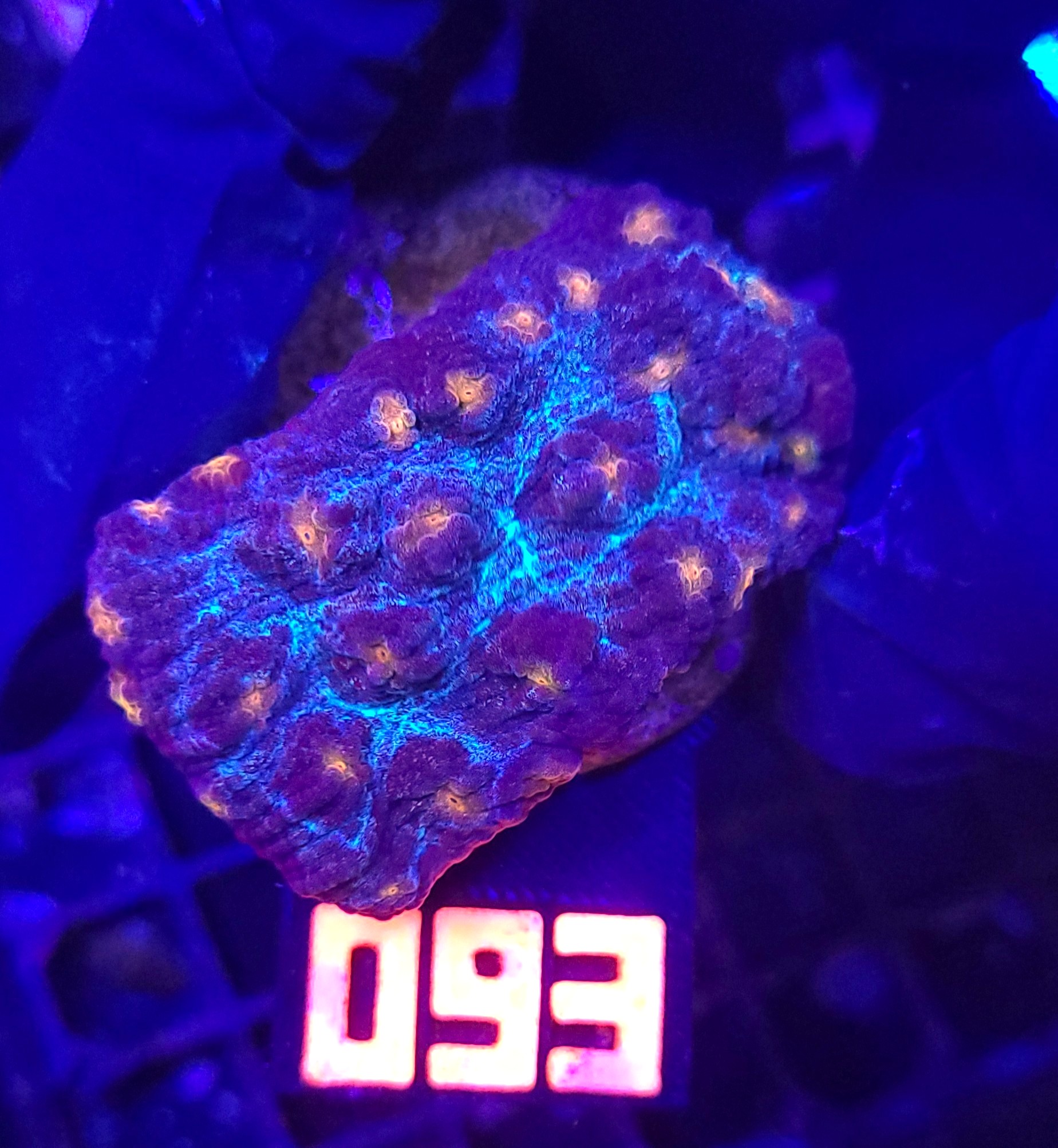 093 Mycedium elephantotus (093) - obrazek 1