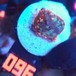Rhodactis Blue - Orange Rim (096)