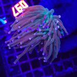 Euphyllia glabrescens cotton candy 2h (097)