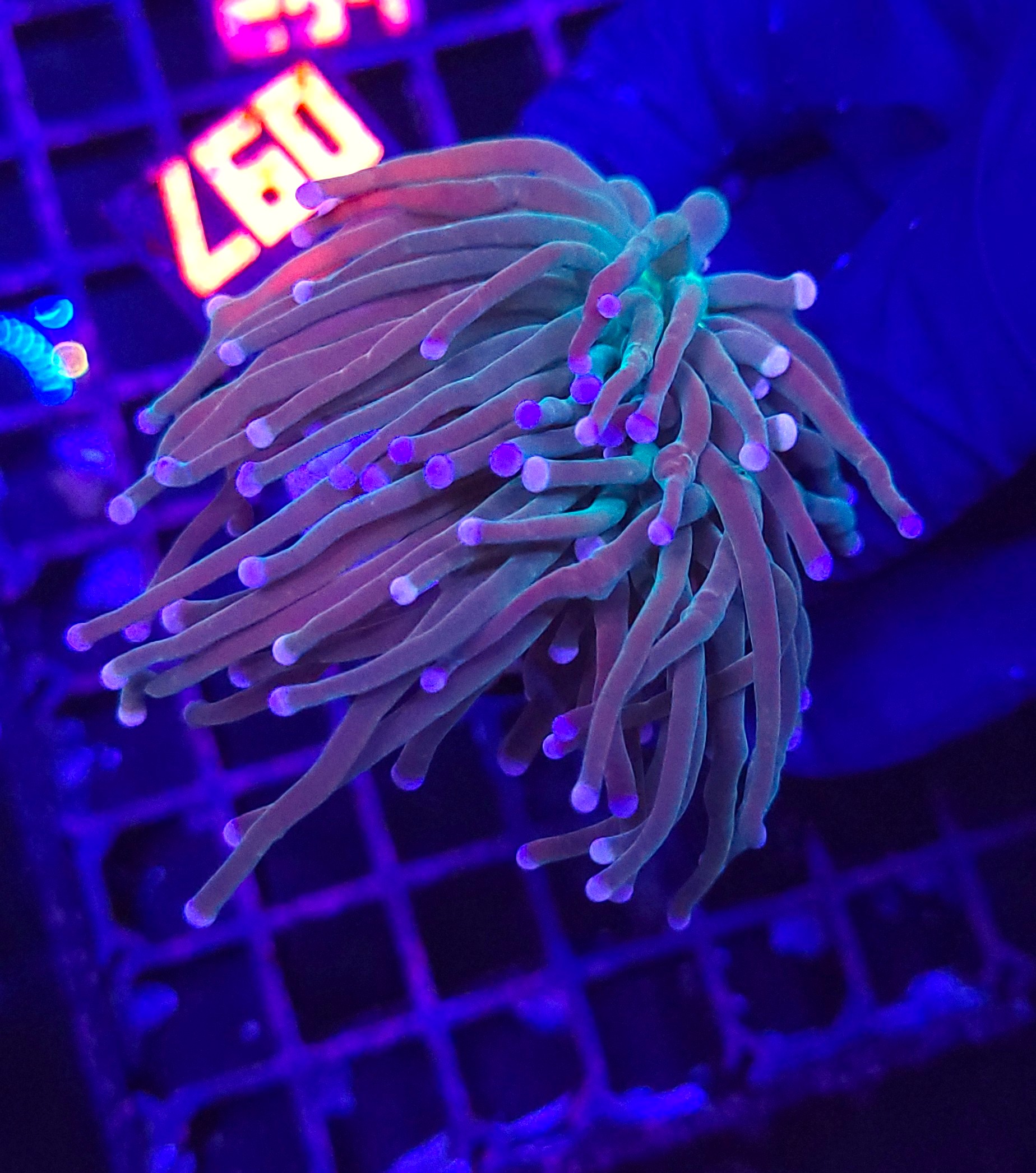 097 Euphyllia glabrescens cotton candy 2h (097) - obrazek 1