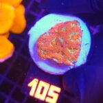 Acanthastrea Neon Red (105)