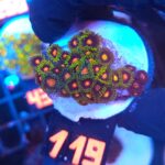 Zoanthus (119)