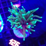 Euphyllia glabrescens dragon soul 1h (126)