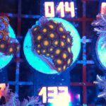 Zoanthus (133)