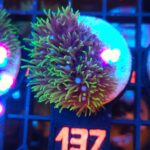 Briareum (137)