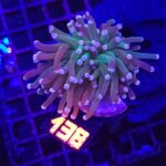 Euphyllia glabrescens cotton candy 1h (138)