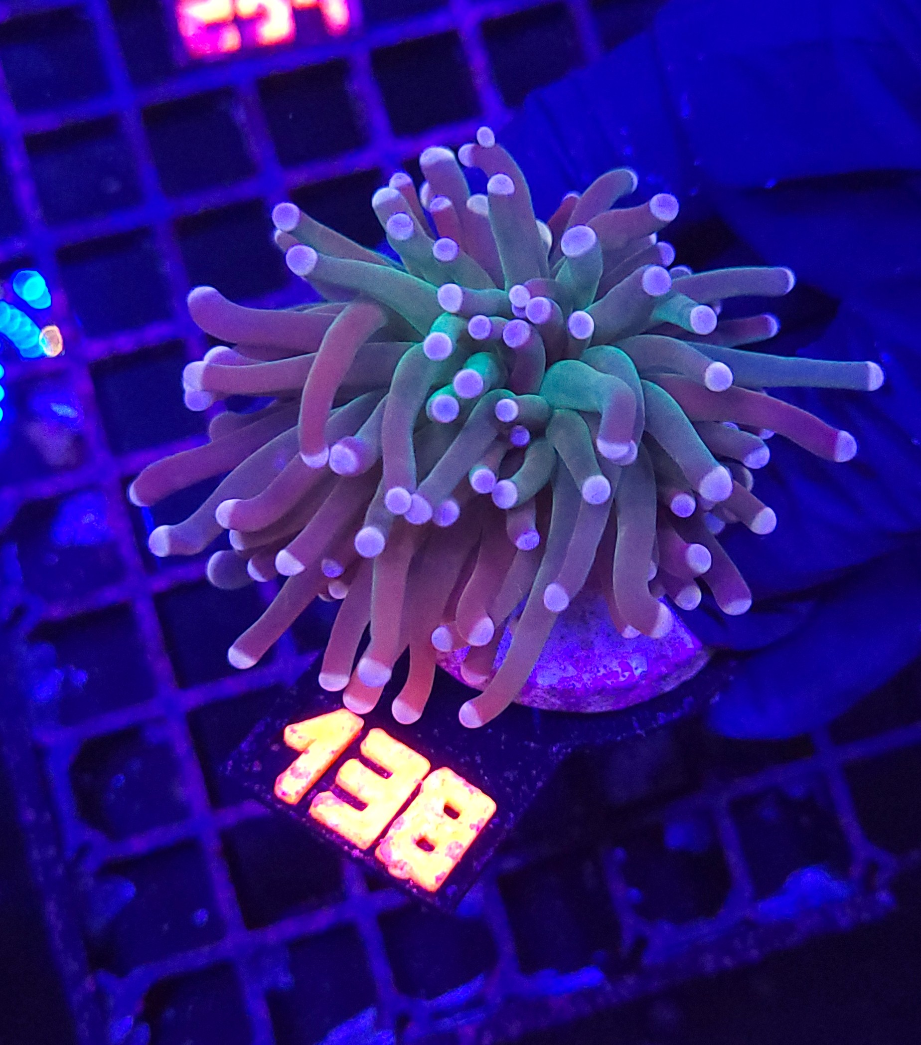 138 Euphyllia glabrescens cotton candy 1h (138) - obrazek 1
