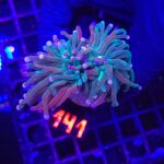 Euphyllia glabrescens cotton candy 2h (141)