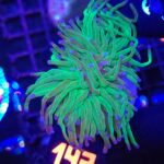 Euphyllia glabrescens green blue tip 2h (142)