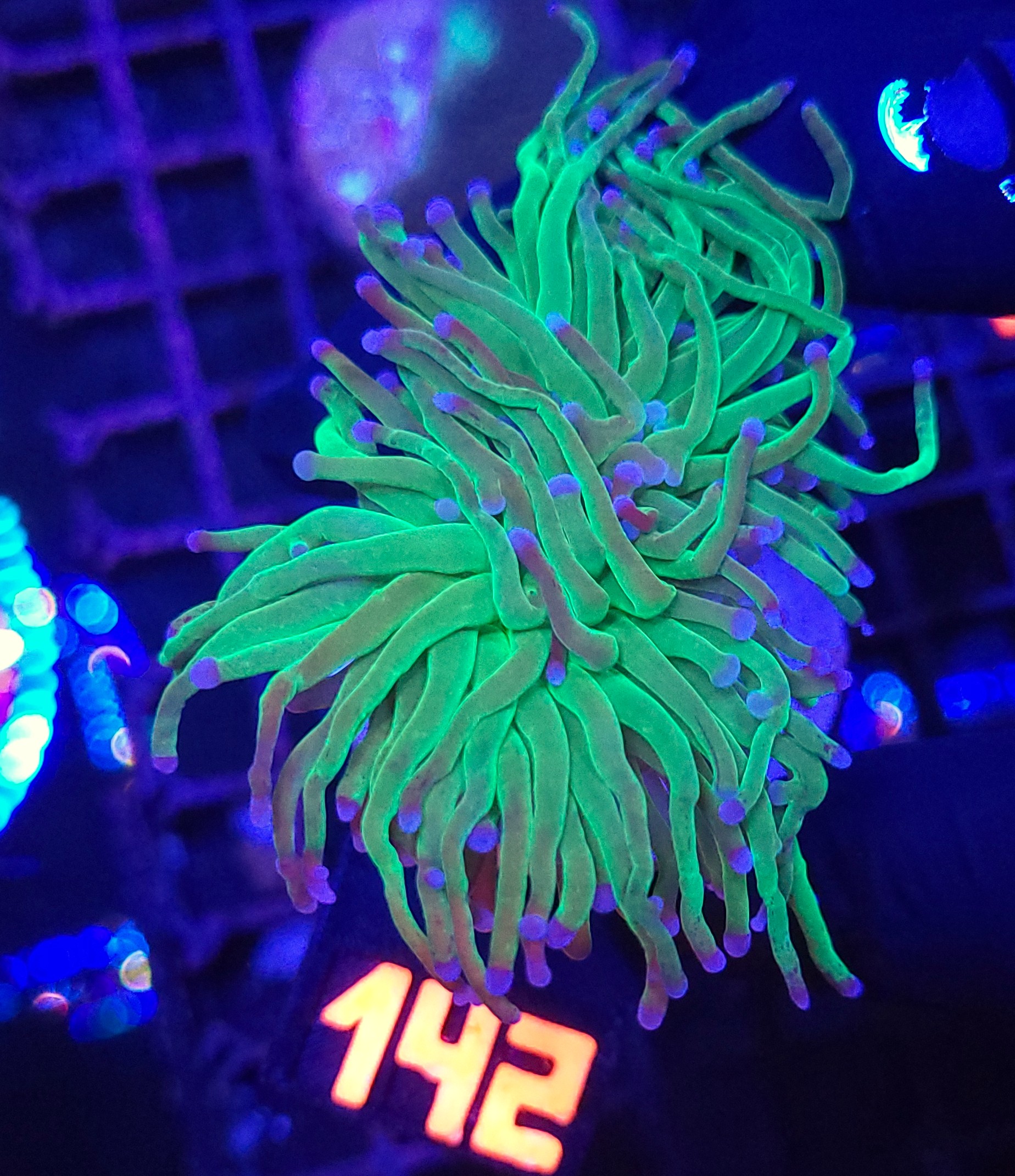 142 Euphyllia glabrescens green blue tip 2h (142) - obrazek 1