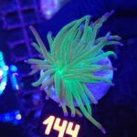 Euphyllia glabrescens green blue tip 1h (144)