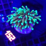 Euphyllia glabrescens dragon soul 1h (152)