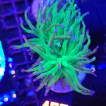 Euphyllia glabrescens green blue tip 1h (157)