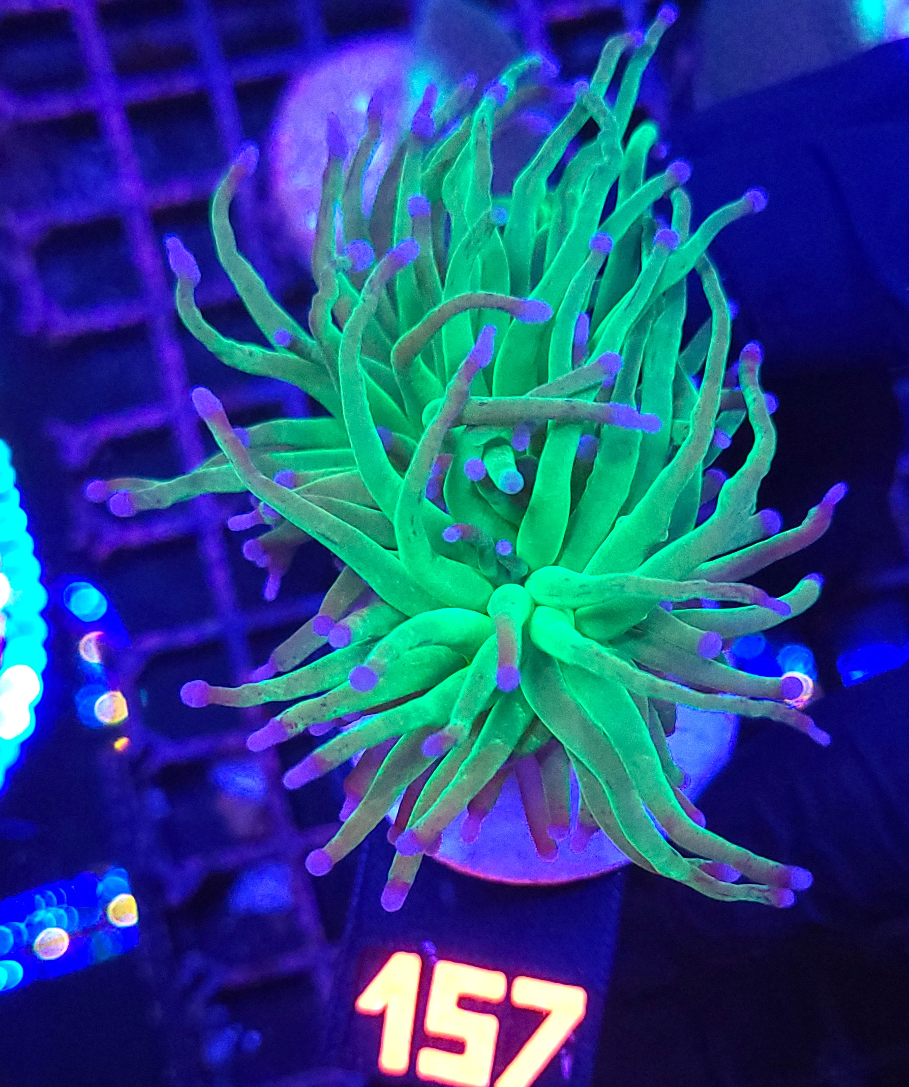 157 Euphyllia glabrescens green blue tip 1h (157) - obrazek 1