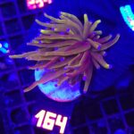 Euphyllia glabrescens „24K” 1h (164)