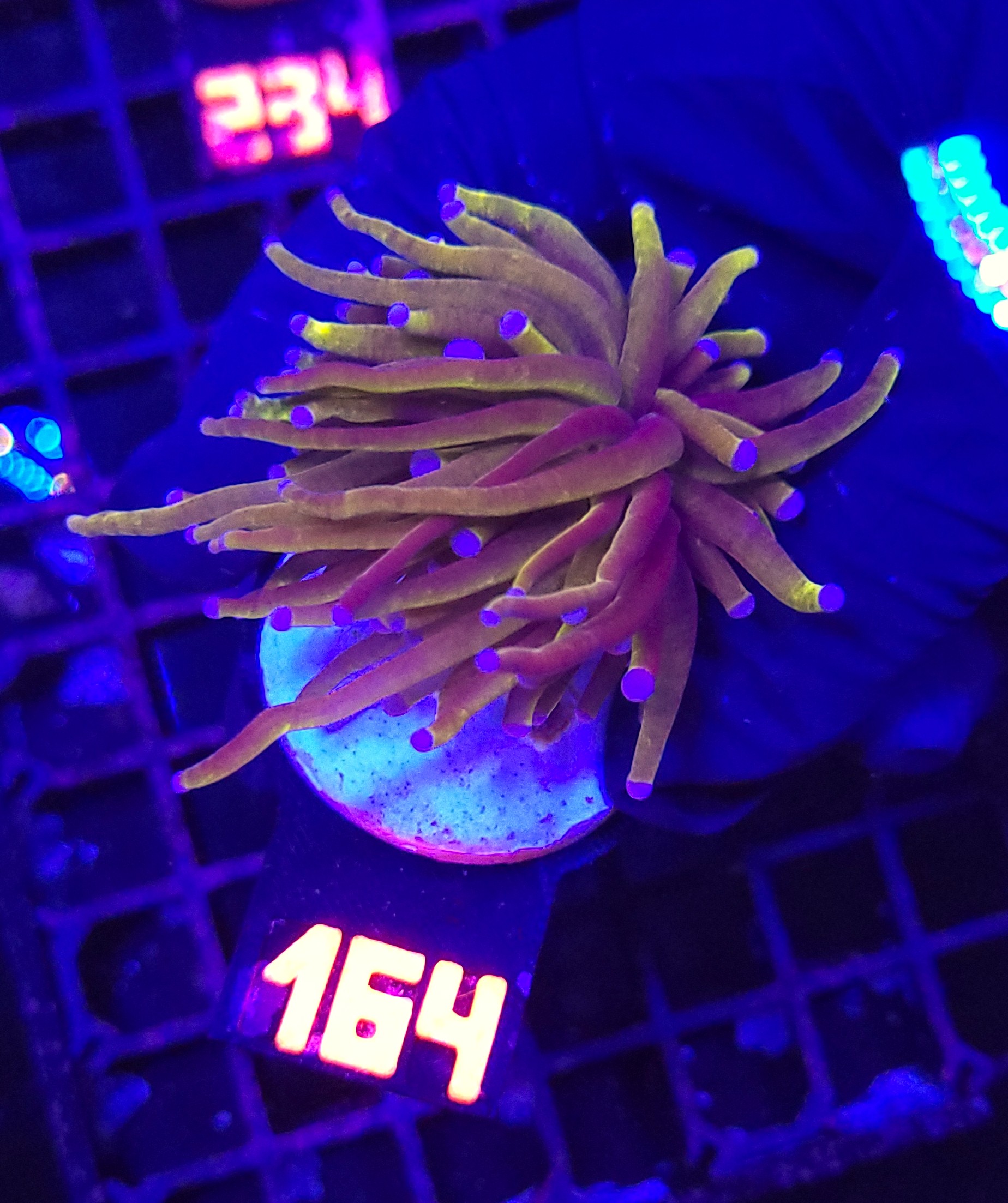 164 Euphyllia glabrescens „24K” 1h (164) - obrazek 1