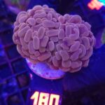 Euphyllia paraancora 3h (180)