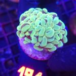 Euphyllia paraancora 2h (191)