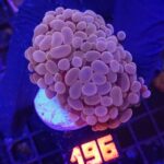 Euphyllia paraancora 2h (196)