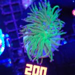 Euphyllia glabrescens green blue tip 1h (200)
