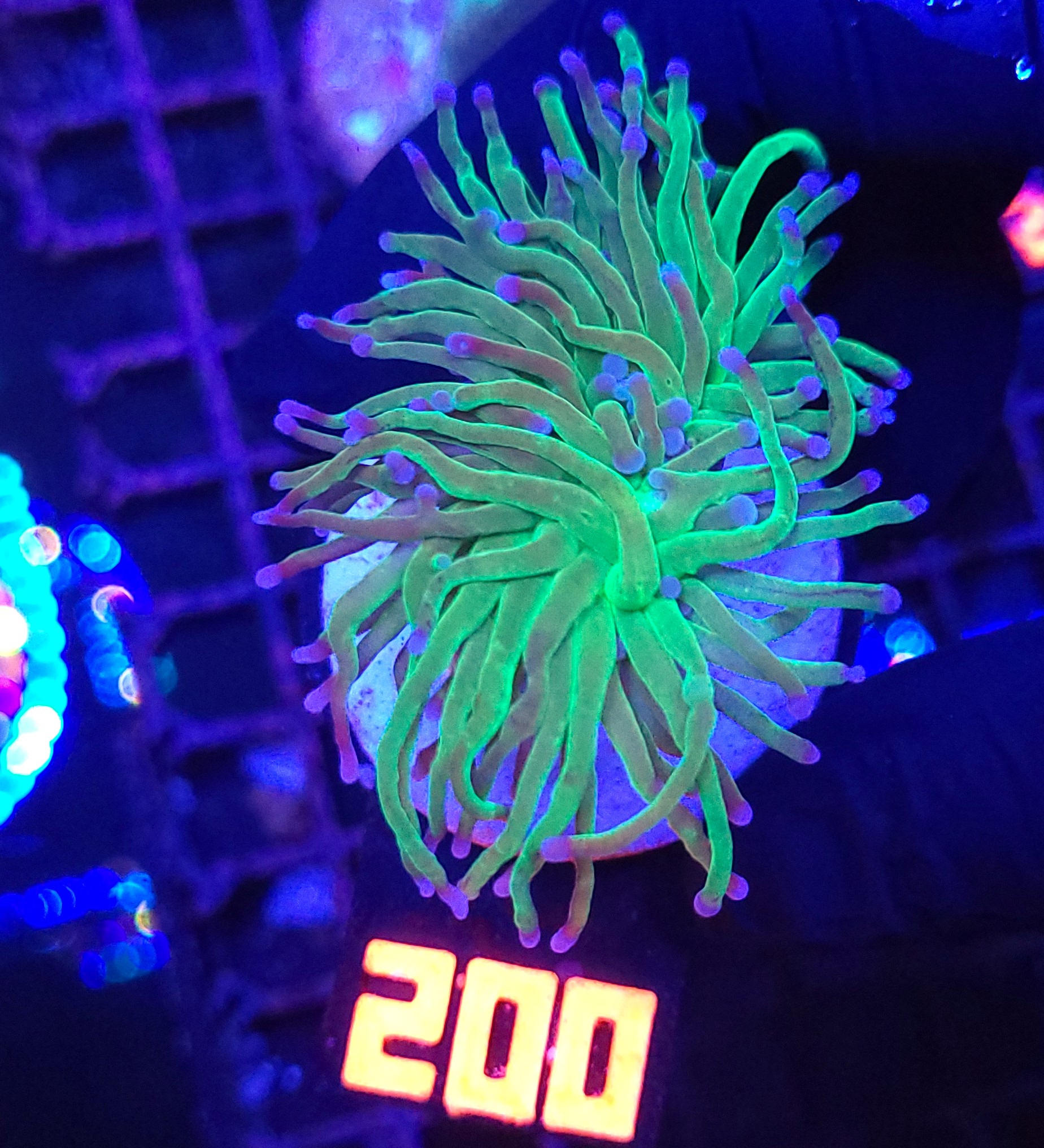 200 Euphyllia glabrescens green blue tip 1h (200) - obrazek 1