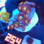 Zoanthus (254)