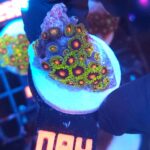 Zoanthus (084)