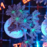 Clavularia Papaya (374)