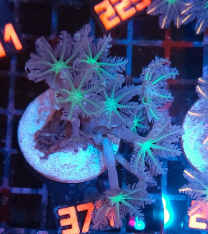 Clavularia Papaya (374)