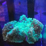 Heteractis malu GREEN XL