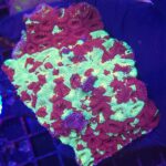 Favites pentagona (001)