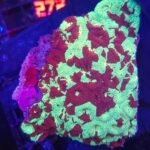 Favites pentagona (002)