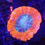 Lobophyllia hemprichii RED