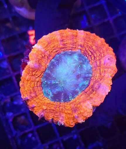 Lobophyllia hemprichii RED