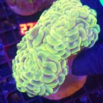 Euphyllia ancora yellow 01