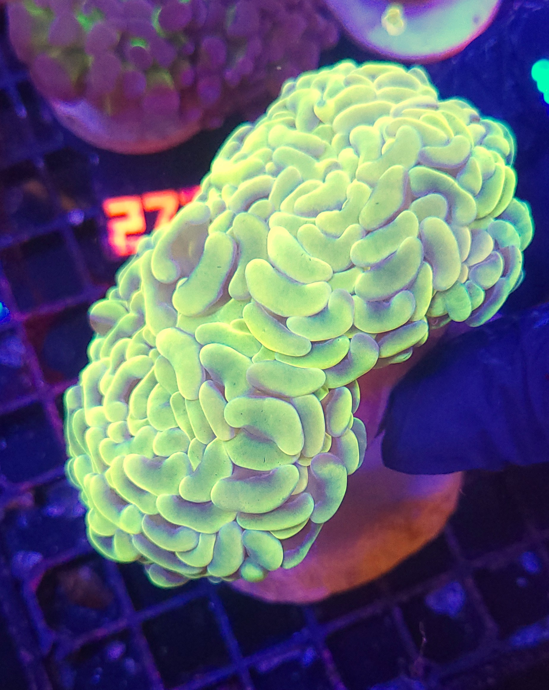 20261023_114551 Euphyllia ancora yellow 01 - obrazek 1