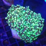 Euphyllia paradivisa toxic green tip 2h (001)