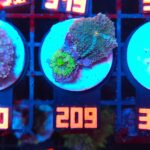 Ricordea yuma fluo + green (209)