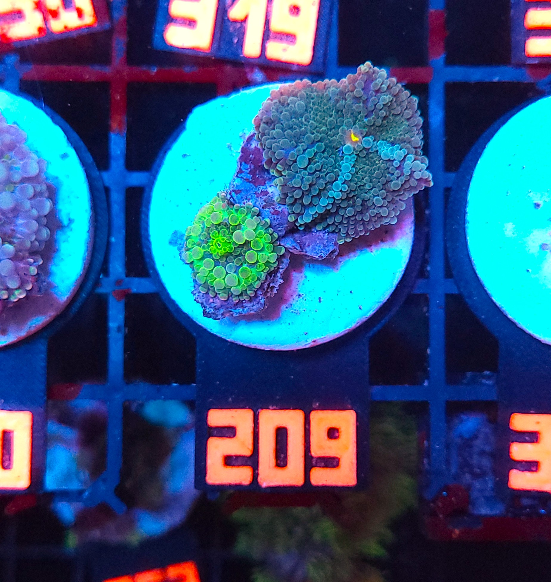 209 Ricordea yuma fluo + green (209) - obrazek 1