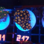Zoanthus (217)