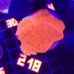 Montipora Capricornis Red (218)