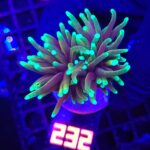 Euphyllia glabrescens dragon soul 2h (232)