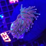 Euphyllia glabrescens cotton candy 2h (237)