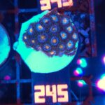 Zoanthus (245)