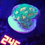 Favia Green Orange (246)