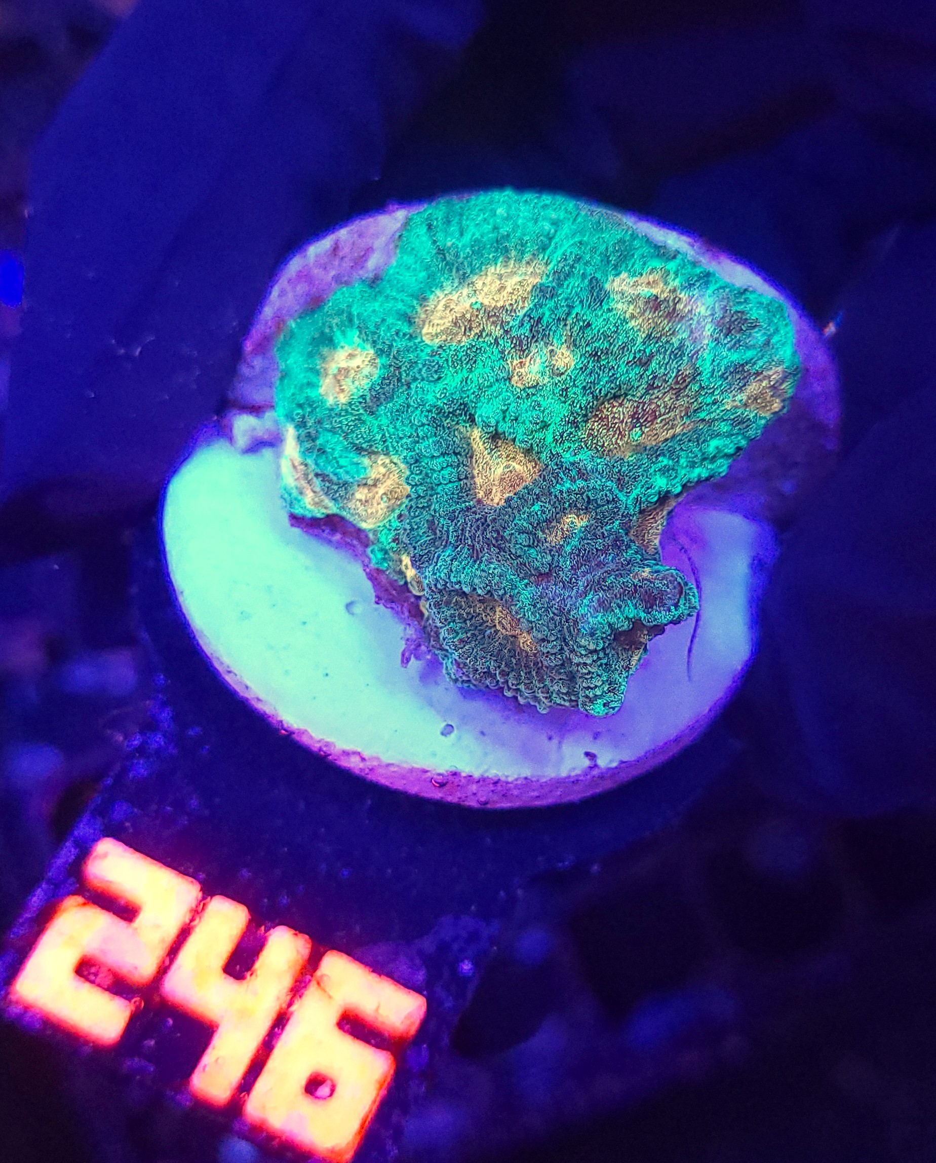 246 Favia Green Orange (246) - obrazek 1
