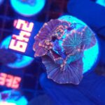 Discosoma watermelon (249)